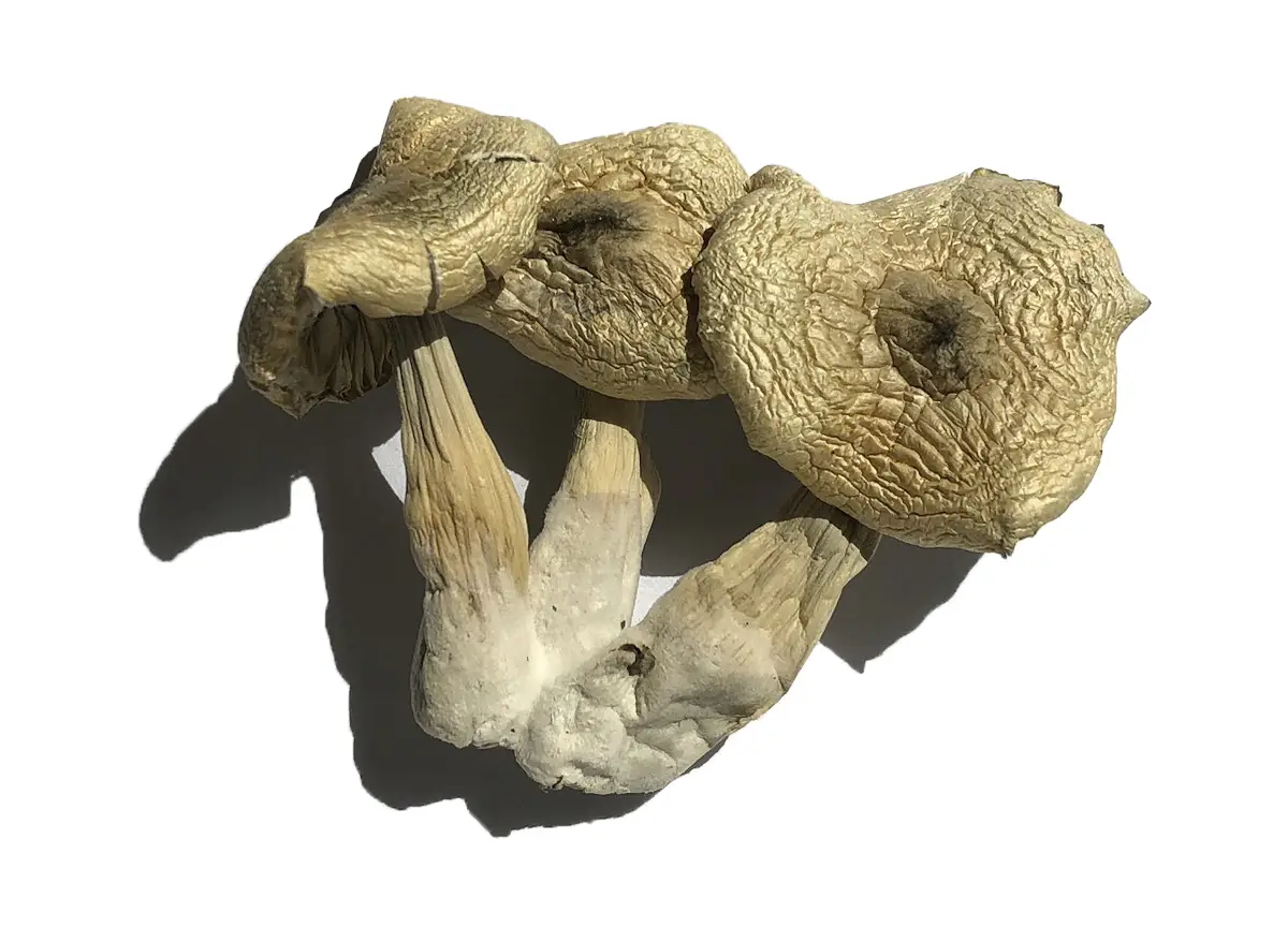 White Rabbit Magic Shrooms Strain