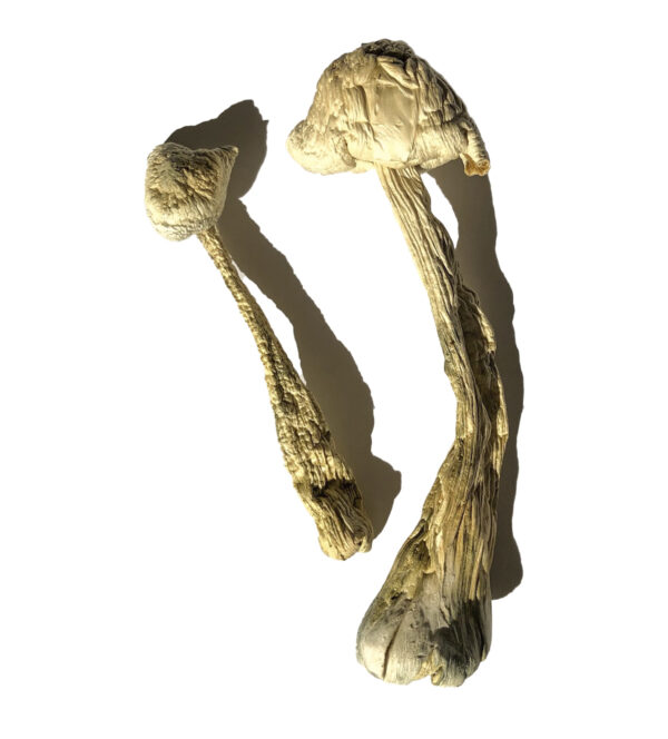 Moby Dick Magic Mushrooms