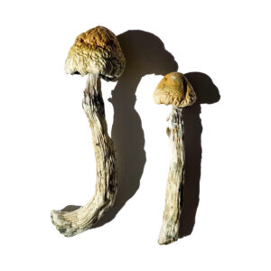 Natal Super Strength Magic Mushrooms