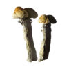 Natal Super Strength Shrooms