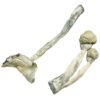 True Albino Teachers Magic Mushrooms Strain