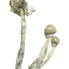 True Albino Teachers Magic Shrooms Strain