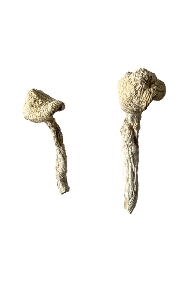 Stakz Magic Mushrooms