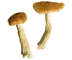 Teonanacatl Magic Mushrooms