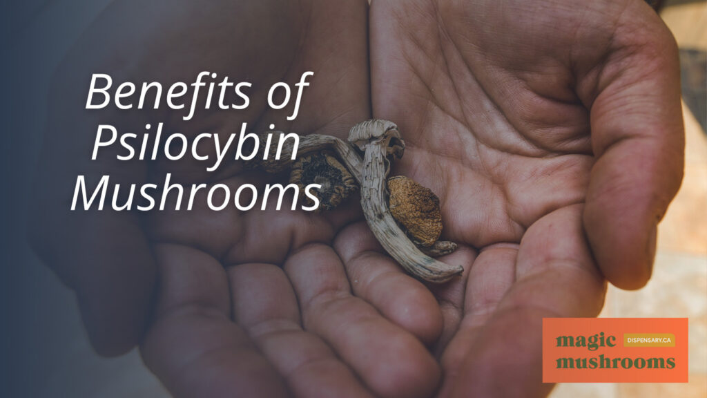 Benefits of Psilocybin Mushrooms