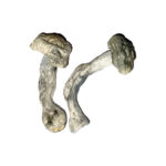 Fisher Magic Mushroom Strain