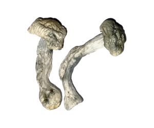 Fisher Magic Mushrooms