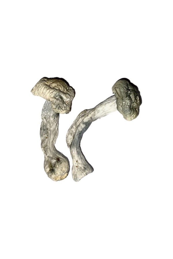 Fisher Magic Mushroom Strain