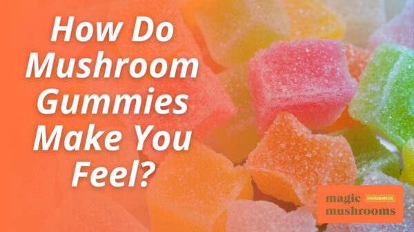 How Do Mushroom Gummies Make You Feel? | Magic Mushrooms Dispensary - Do Mushroom Gummies Show Up On Drug Test