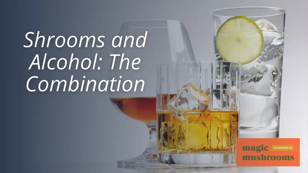 Shrooms and Alcohol The Combination Shrooms and Alcohol The Combination