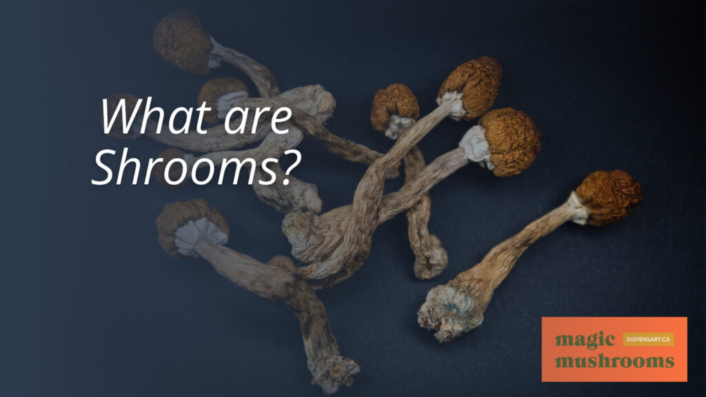 What are Shrooms