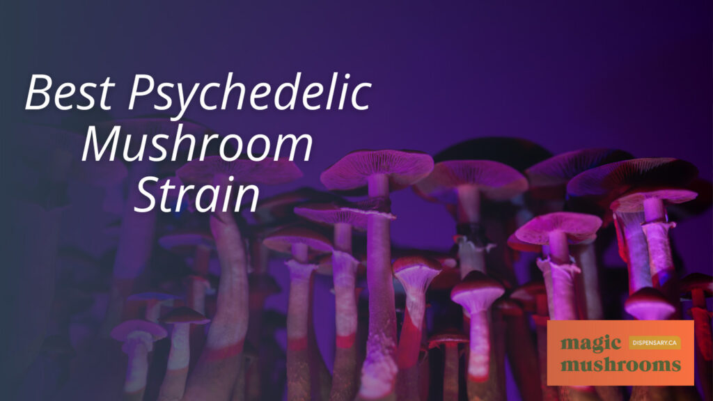 Best Psychedelic Mushroom Strain