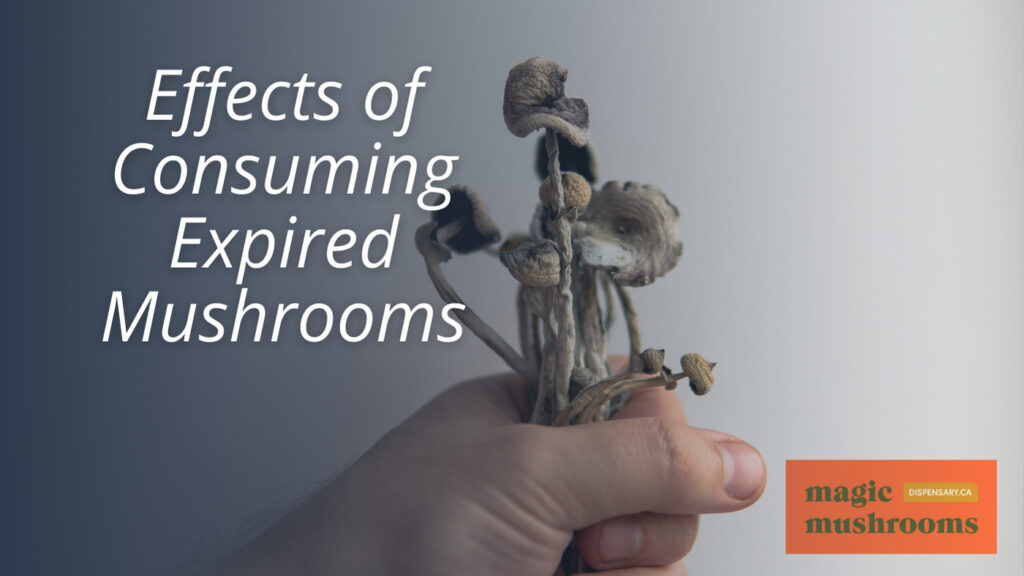 Effects of Consuming Expired Mushrooms