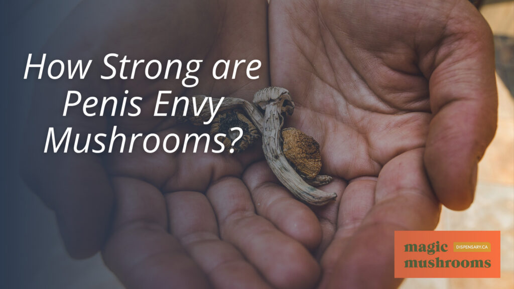 How Strong are Penis Envy Mushrooms