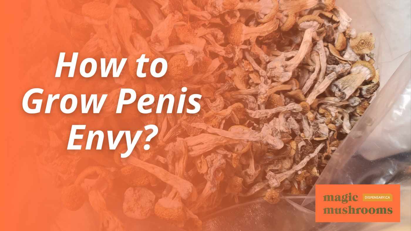 How to Grow Penis Envy