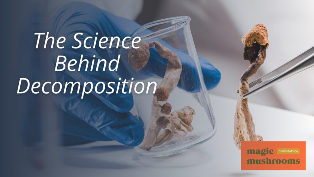 The Science Behind Decomposition