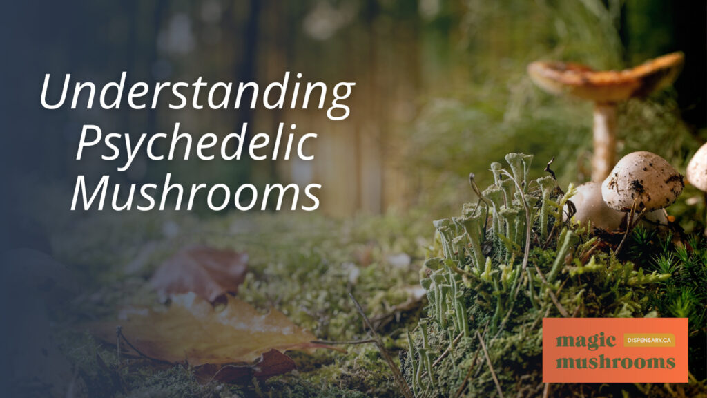 Understanding Psychedelic Mushrooms