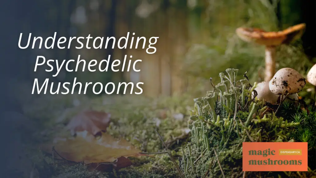 Understanding Psychedelic Mushrooms