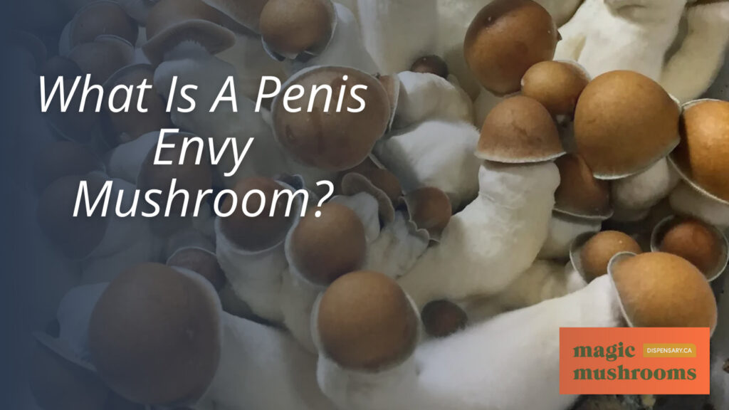 What Is A Penis Envy Mushroom