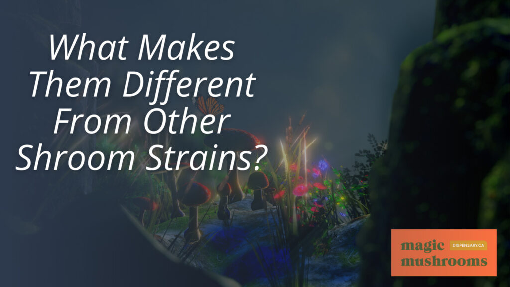 What Makes Them Different From Other Shroom Strains