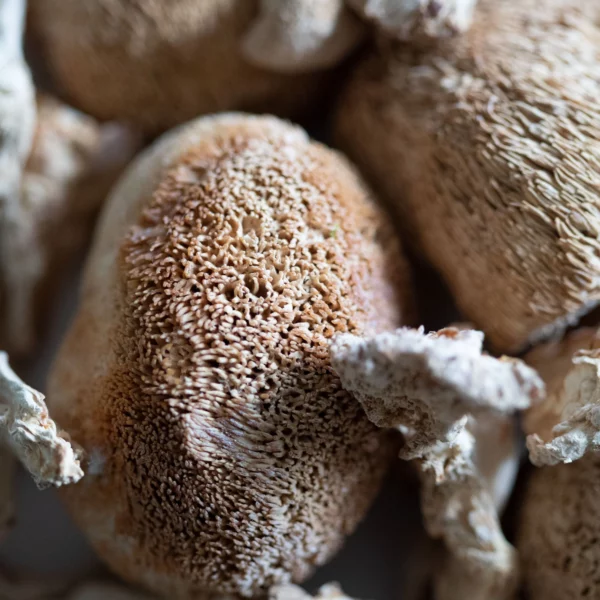 Lions Mane Mushroom Powder Stay Wyld.jpg