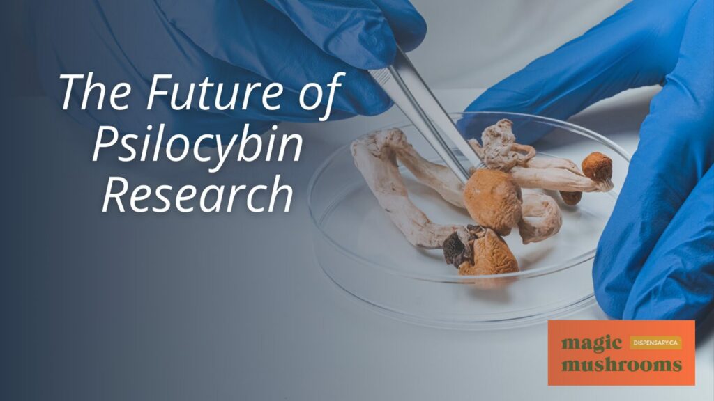 The Future of Psilocybin Research