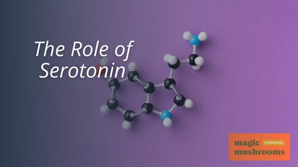 The Role of Serotonin