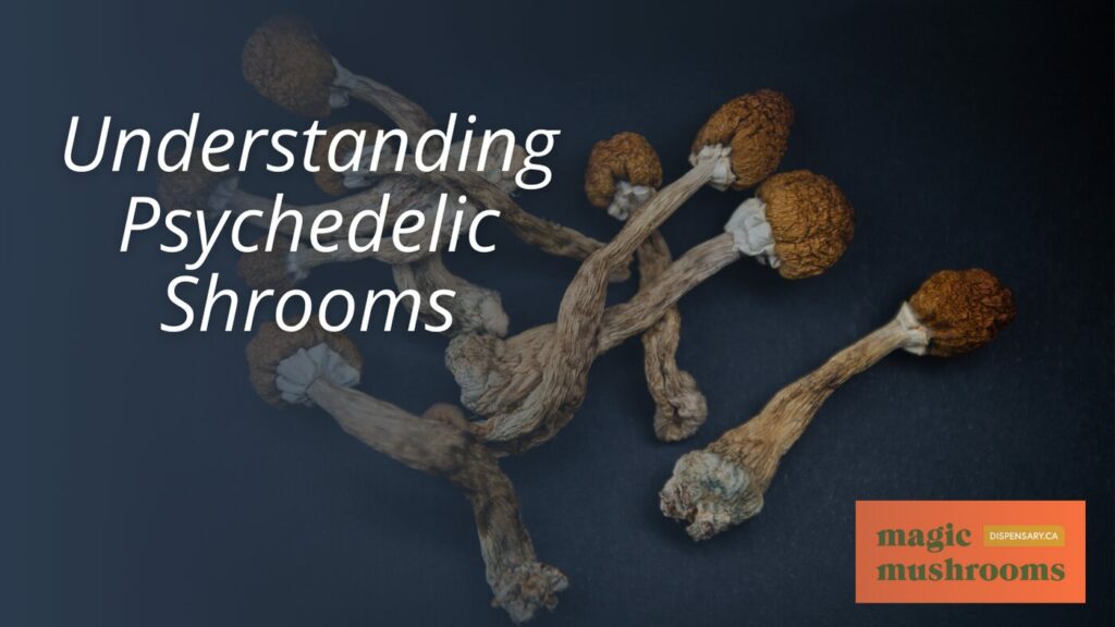 Understanding Psychedelic Shrooms