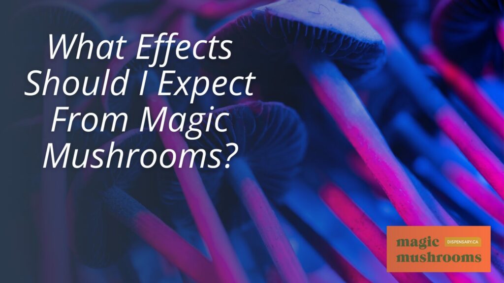 What Effects Should I Expect From Magic Mushrooms