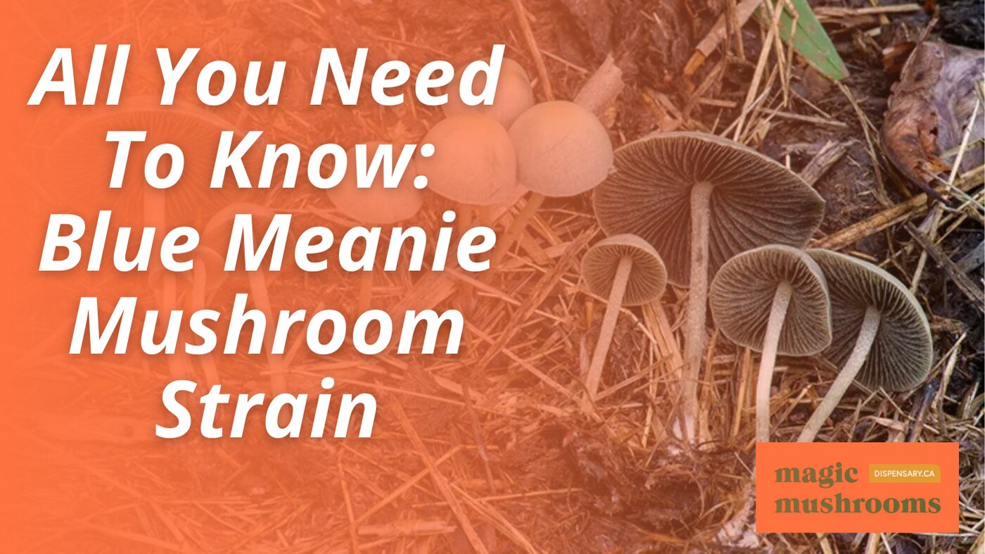 All You Need To Know Blue Meanie Mushroom Strain