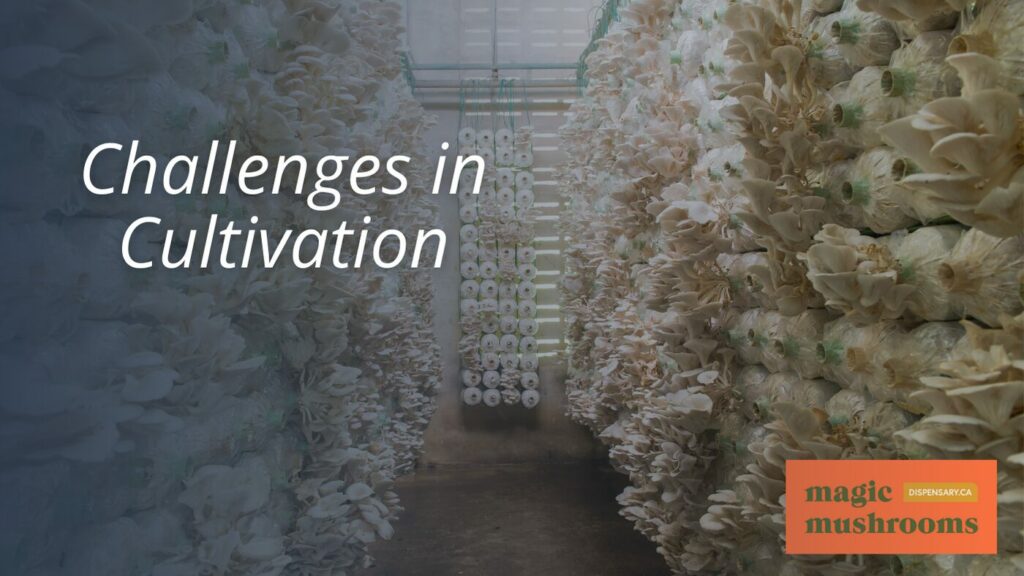 Challenges in Cultivation 