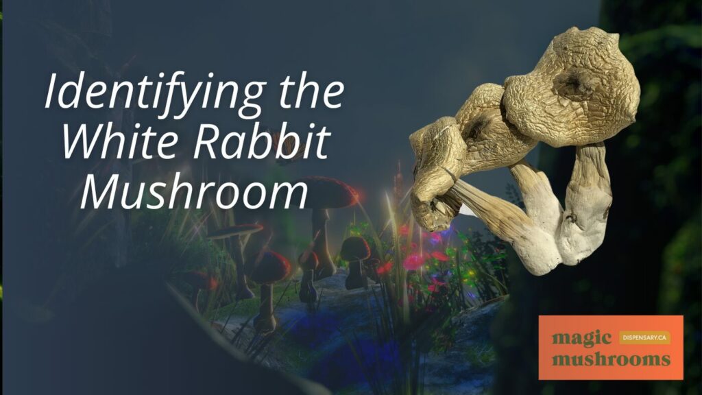 Identifying the White Rabbit Mushroom