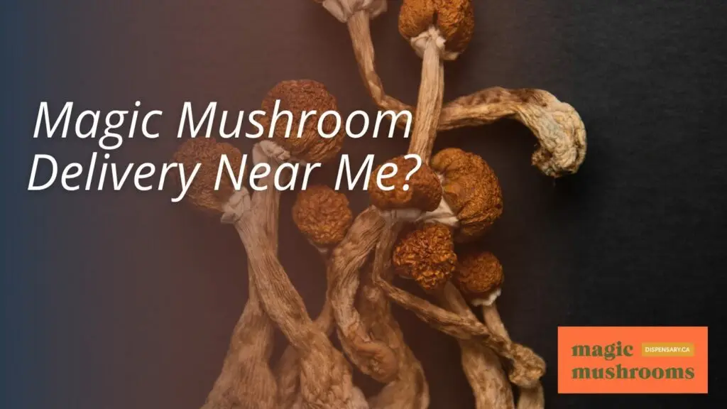Magic Mushroom Delivery Near Me