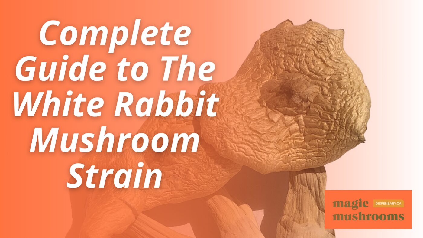 The White Rabbit Mushroom Strain