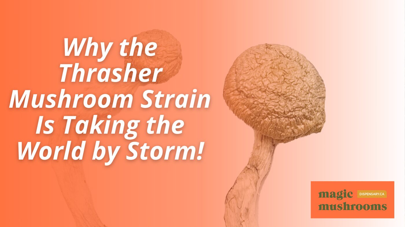 Thrasher Mushroom Strain