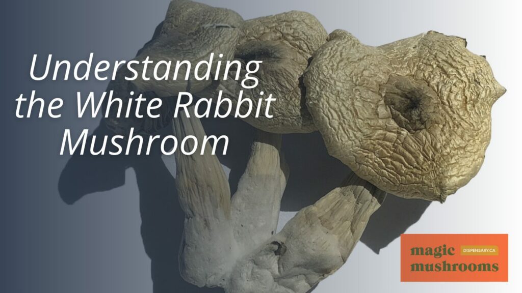 Understanding the White Rabbit Mushroom