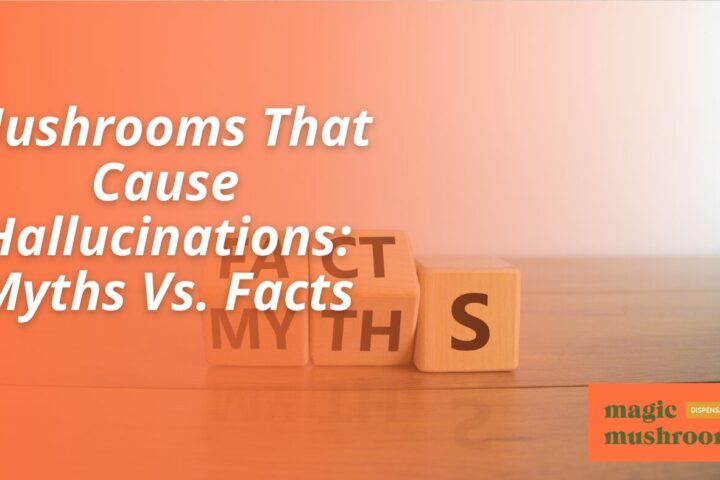 Mushrooms That Cause Hallucinations Myths Vs. Facts