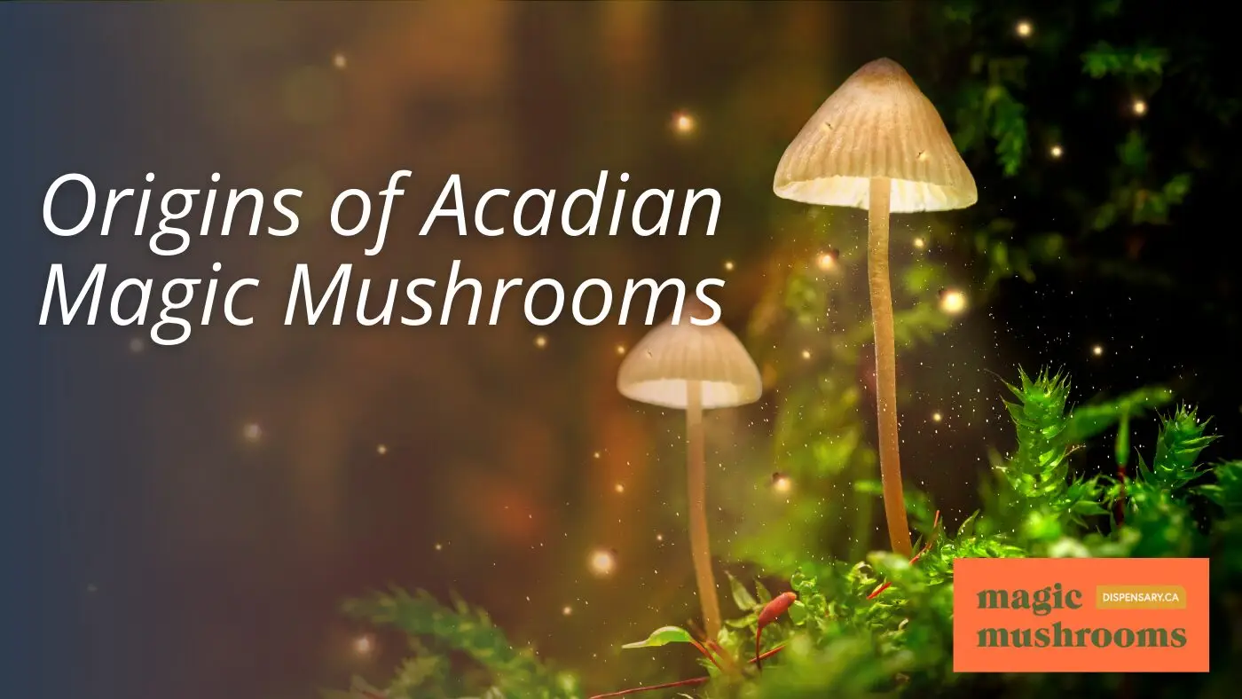 Origins of Acadian Magic Mushrooms Origins of Acadian Magic Mushrooms