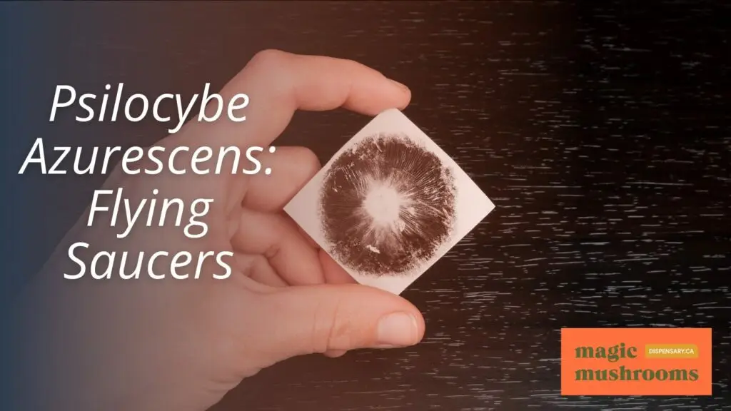 Psilocybe Azurescens Flying Saucers