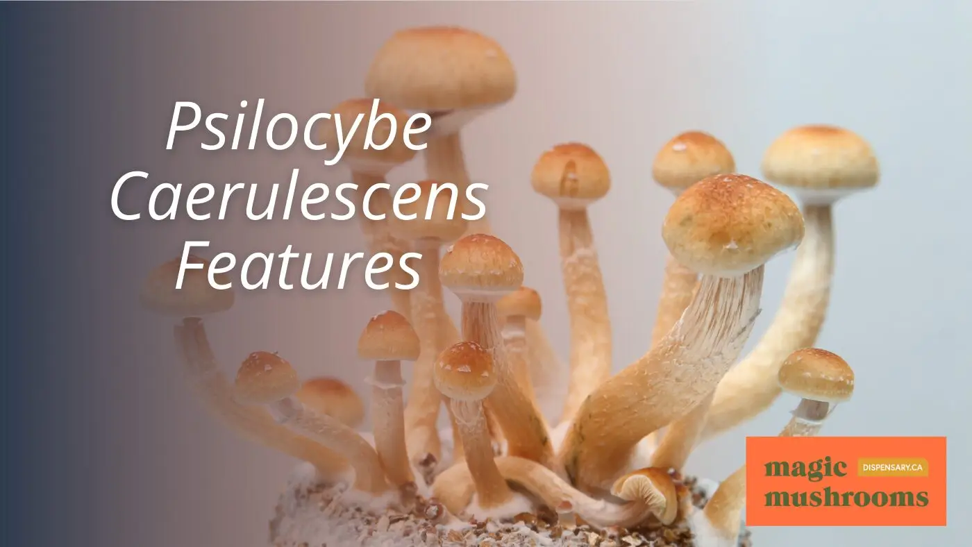 Psilocybe Caerulescens Features Psilocybe Caerulescens Features
