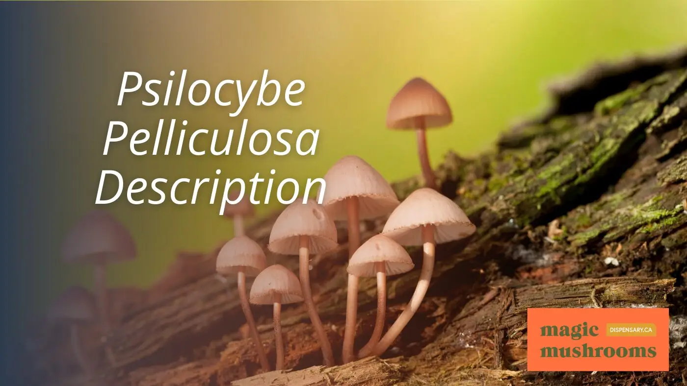 Psilocybe Pelliculosa Description Psilocybe Pelliculosa Description