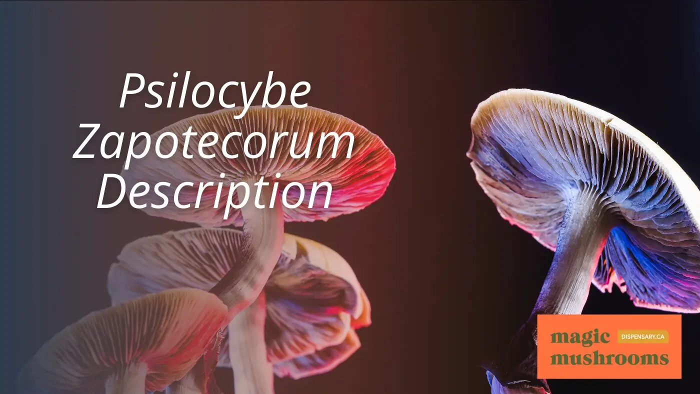 Psilocybe Zapotecorum Description Psilocybe Zapotecorum Description