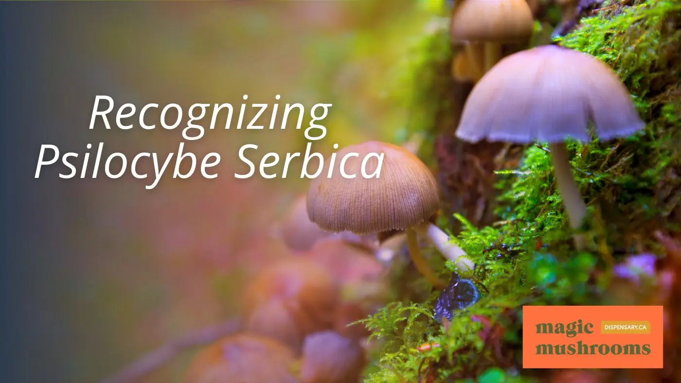 Recognizing Psilocybe Serbica Recognizing Psilocybe Serbica