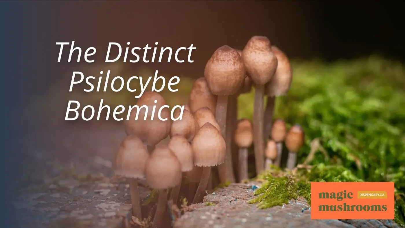 The Distinct Psilocybe Bohemica The Distinct Psilocybe Bohemica