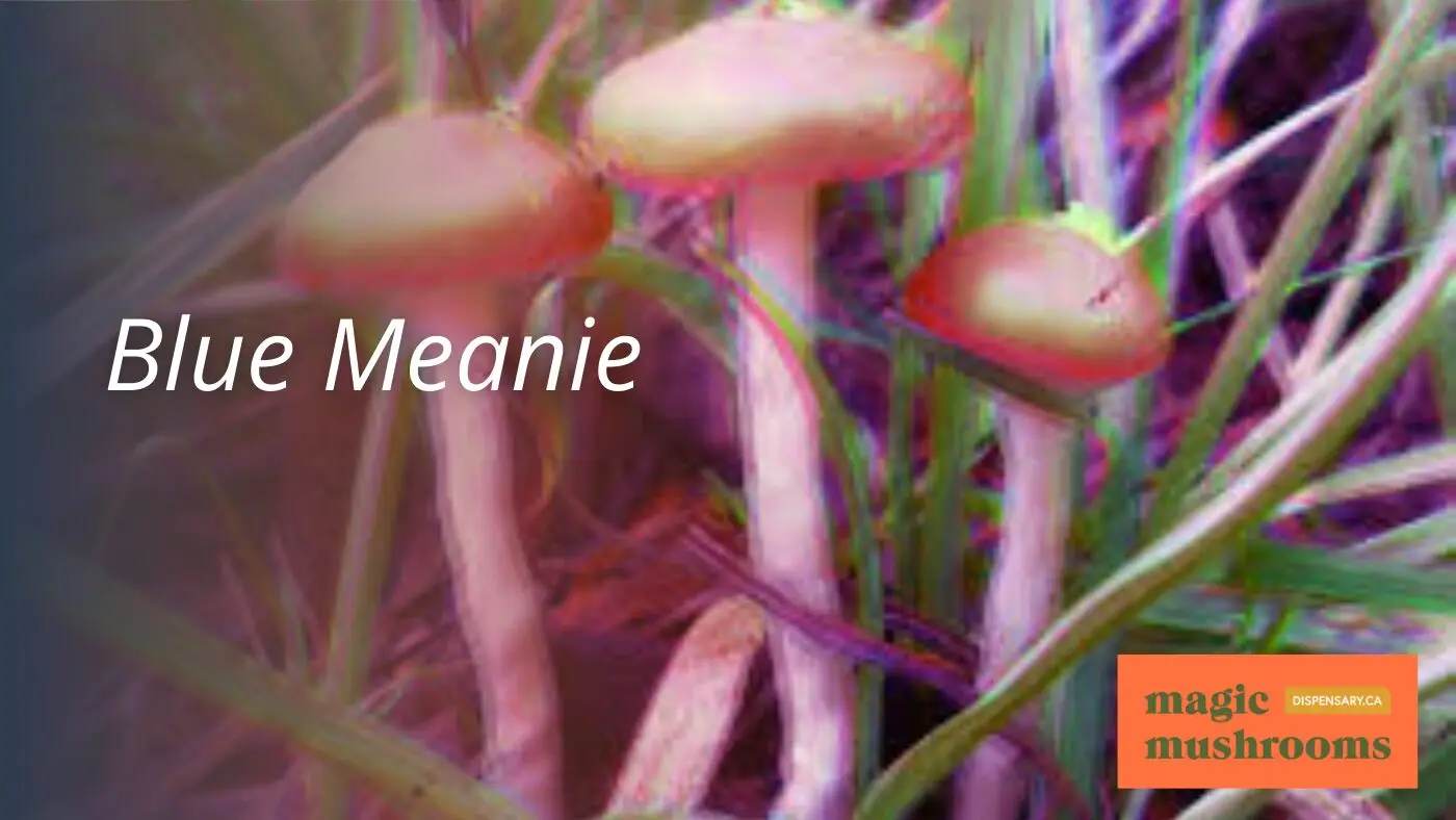 Blue Meanie Blue Meanie