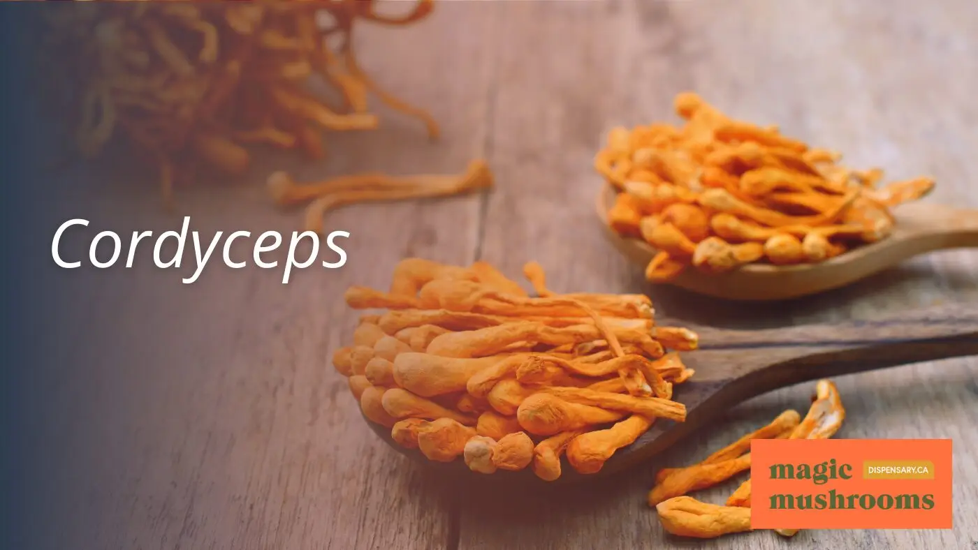 Cordyceps Cordyceps