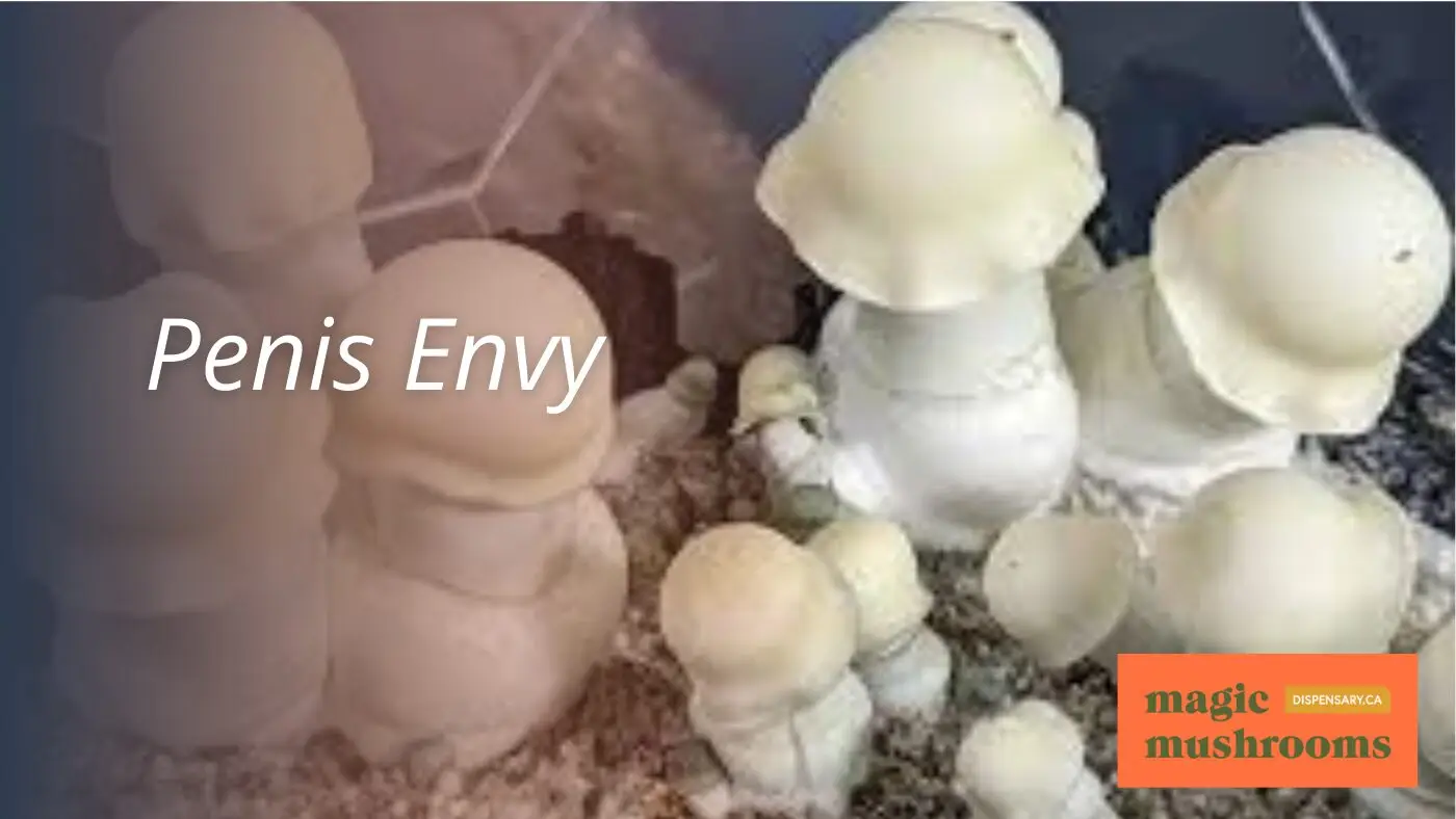 Penis Envy Penis Envy