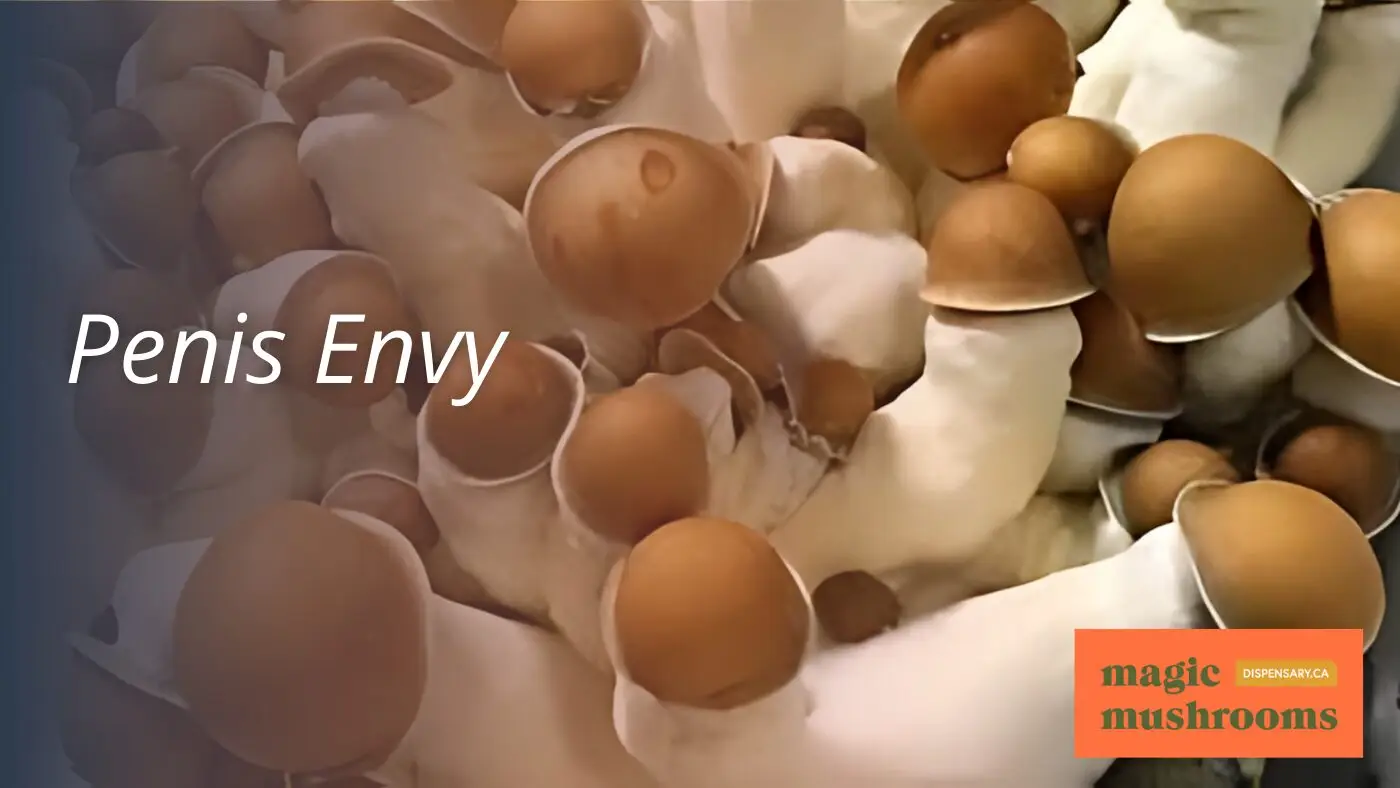 Penis Envy Penis Envy