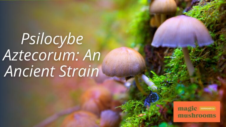 Magic Mushroom Blog | Magic Mushrooms Dispensary