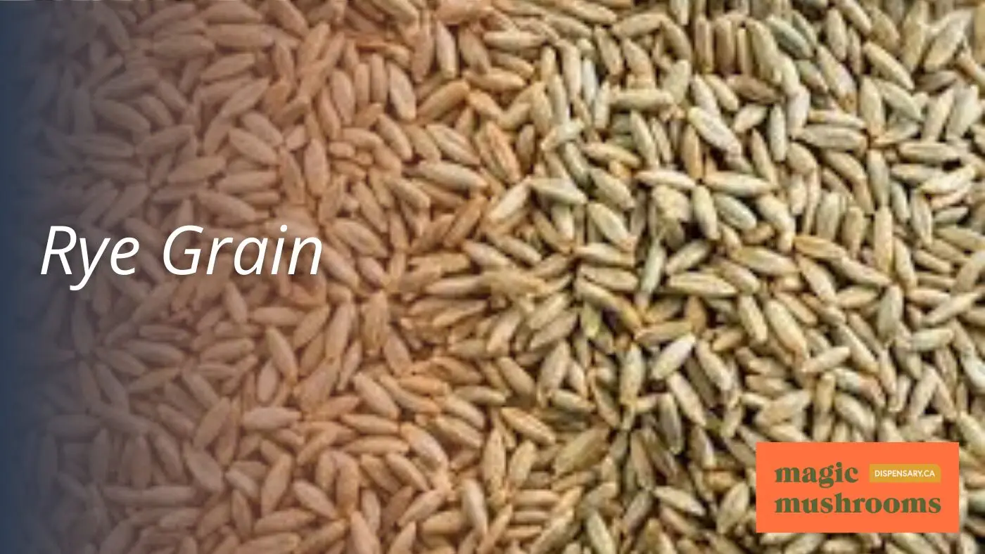 Rye Grain